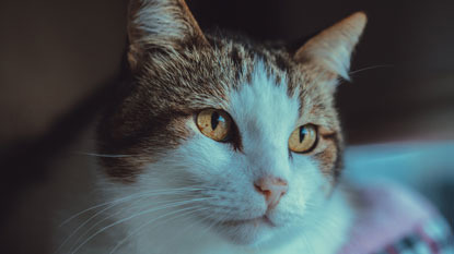 tabby and white cat