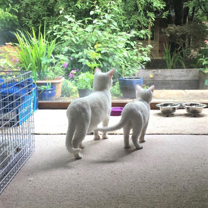 a white cat and a white kitten looking out of a window