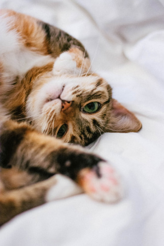 brown and white tabby cat upside down on white bedding