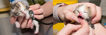 one week old kittens having a check up at the vets