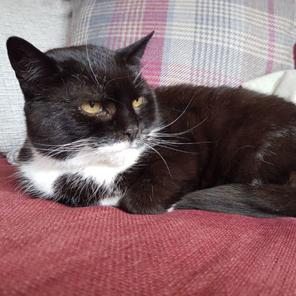 older black and white cat on red cushion