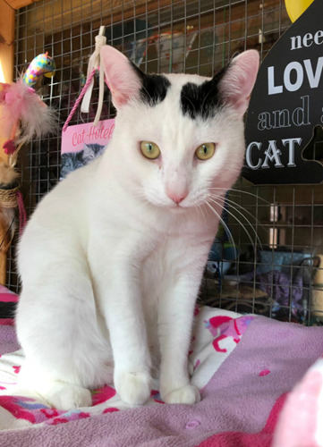 white and black cat sitting on a pink blanket