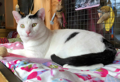 white and black cat lying on blanket