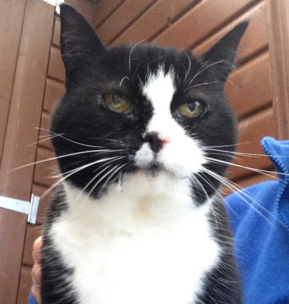 elderly black and white cat