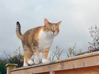 tabby cat walking along garden fence