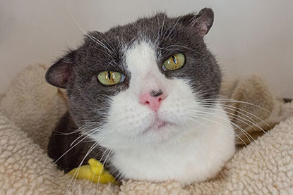 grey and white cat without ears