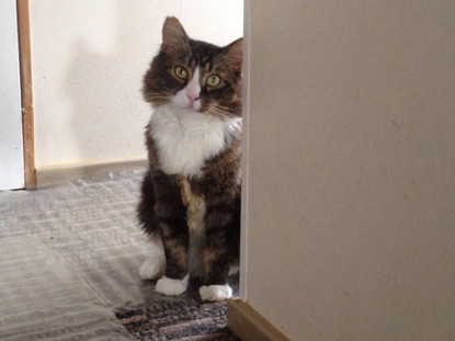 white and tabby cat peeking round wall