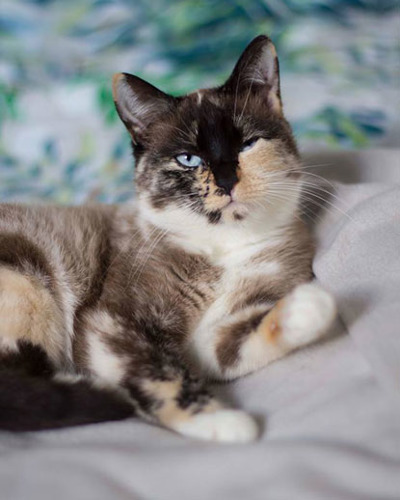 white, grey and brown cat relaxing on white and green bedsheets