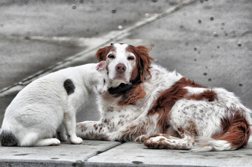 white cat rubbing head on springer spaniel dog