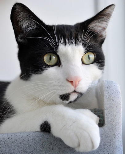 black and white cat with green eyes close up