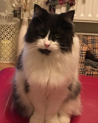 black and white cat sitting on red blanket