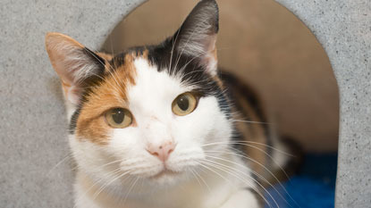 face of calico cat