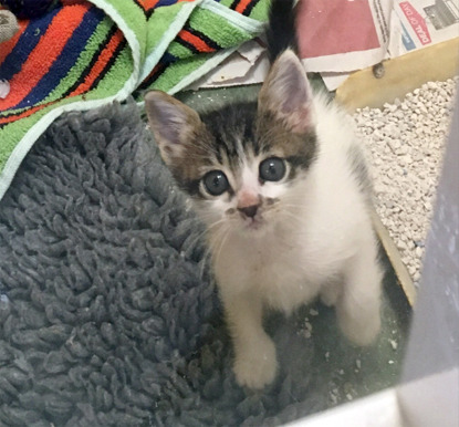 white tabby kitten sat on blanket