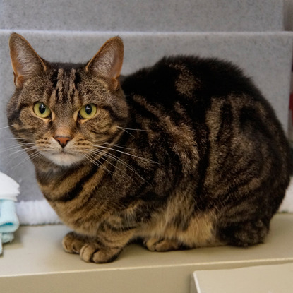 tabby cat sitting on box