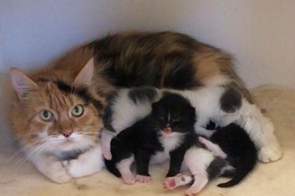 One-day-old kittens rescued from a skip just in time