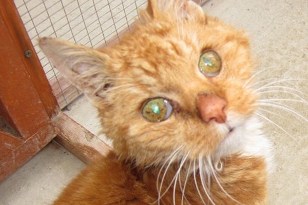 Bus cat to beloved pet