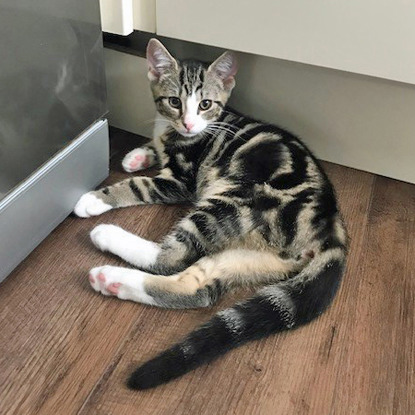 Tabby kitten relaxing on wooden flooring