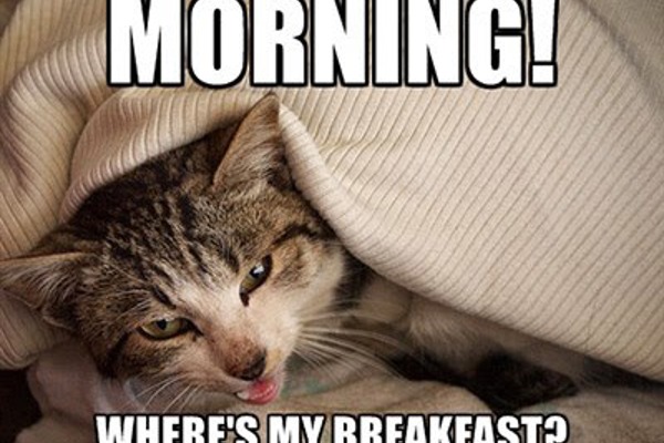 Cat memes: Top 10 things cat owners can identify with