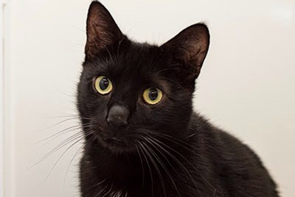 The most popular black cat names