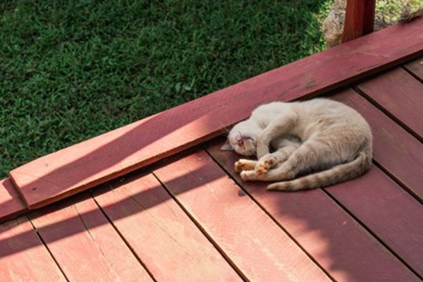 How to train your cat to toilet outside