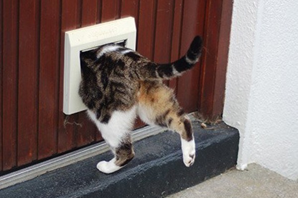 How to teach a cat to use a cat flap – behaviour advice