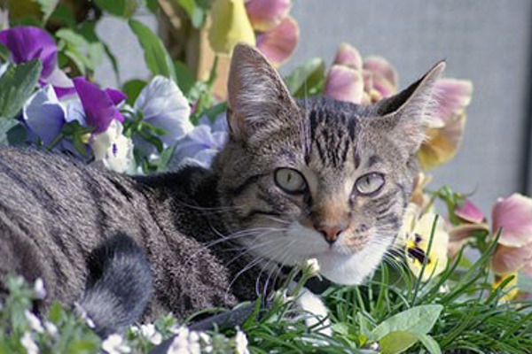 From shedding to allergies – is your cat ready for spring?
