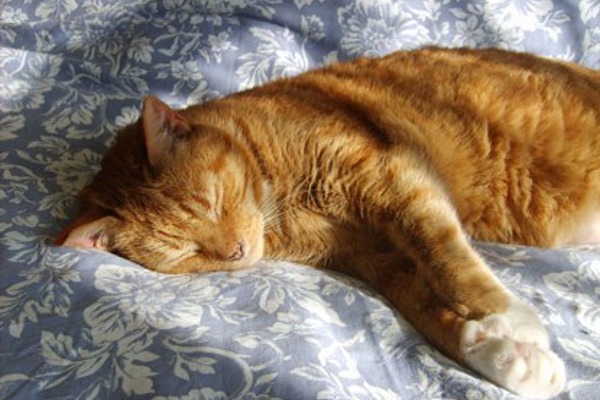 Cats Protection Christmas animation star Kozal loves a summer snooze