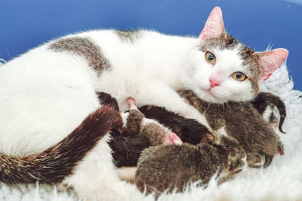 Great escape for prison kittens