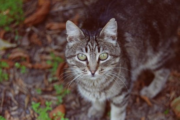 Why do cats bury their poo?