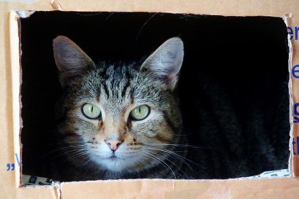 Why do cats love boxes?