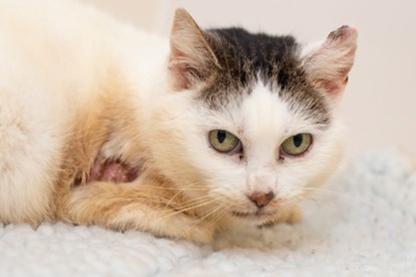 Burned cat Mushka has a second chance at life