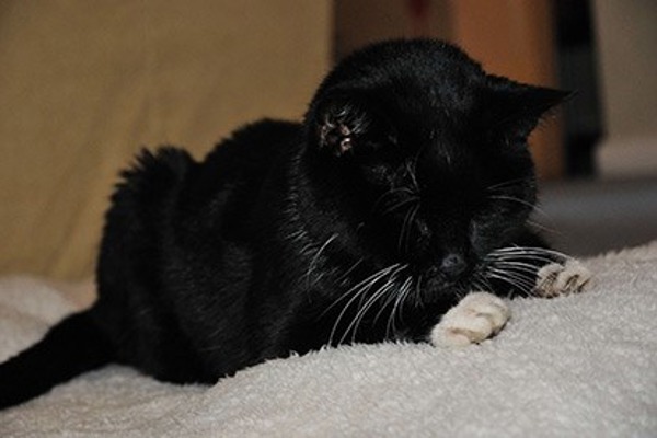 Older cat Jess – an inspirational life