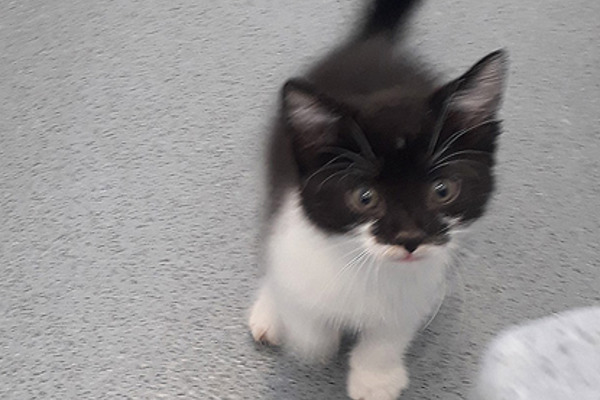 Five-week-old kitten dumped near busy road