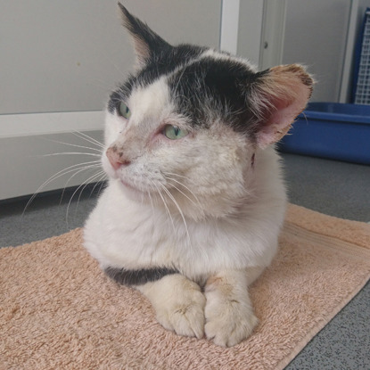 black-and-white cat sitting on beige towel