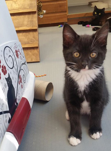 black and white kitten in foster pen