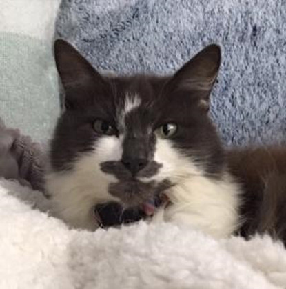 longhaired grey and white cat on blanket