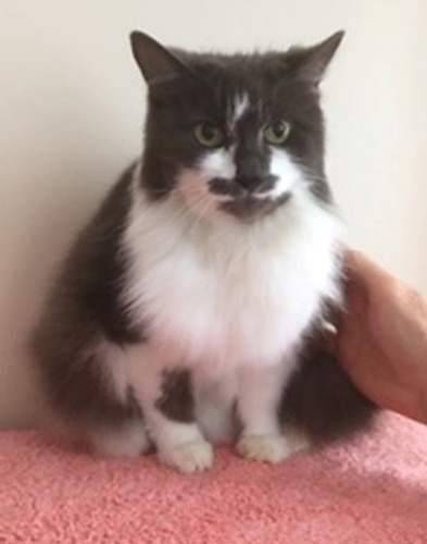 longhaired grey and white cat sitting on pink blanket