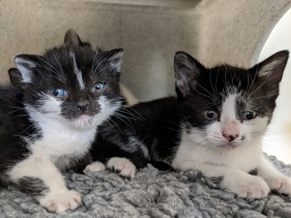 two white and black kittens in cat pen