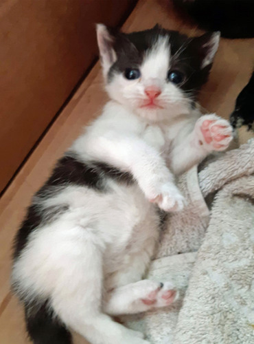 black and white kitten laying down