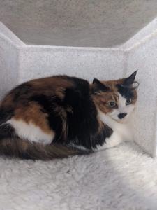 tortoiseshell and white cat in cat pen