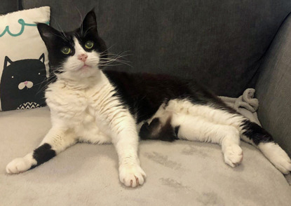 black and white cat laying on grey sofa