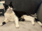 Black-and-white cat lying down