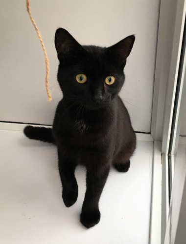 piece of string dangling in front of black cat in rescue centre pen