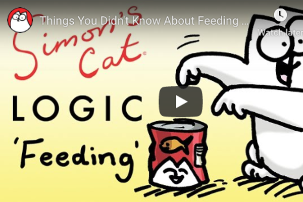 Simon's Cat feeding time