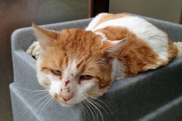 A happy ending for FIV+ cat Edmund