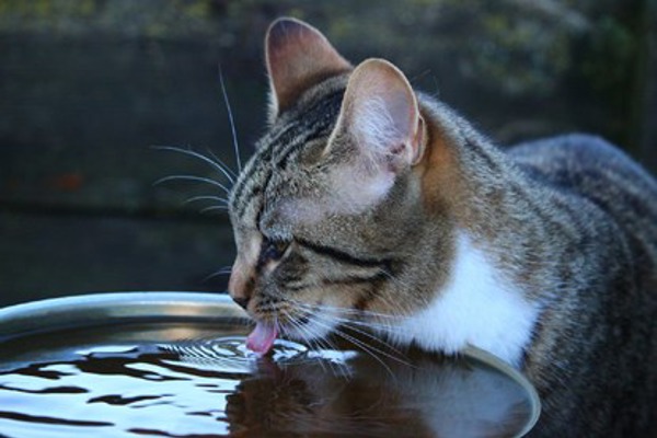 How do cats drink?