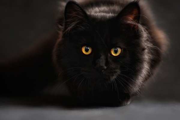 Why do cats' eyes glow in the dark?