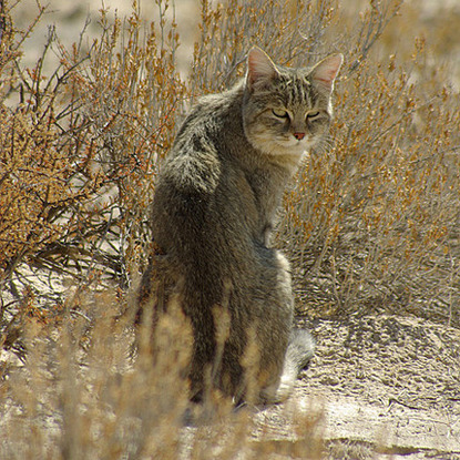 brown African wildcat sitting in the savannah