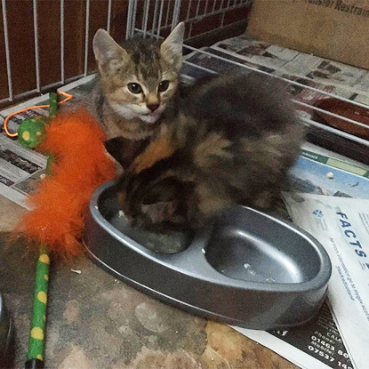 two tabby kittens eating from a grey plastic food bowl