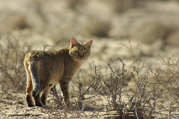 How are our pet cats similar to wildcats?